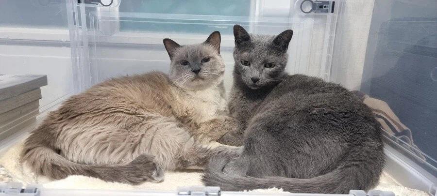 [라온이의 15번째 생일! 15년 압축 돌아보기]_106.webp