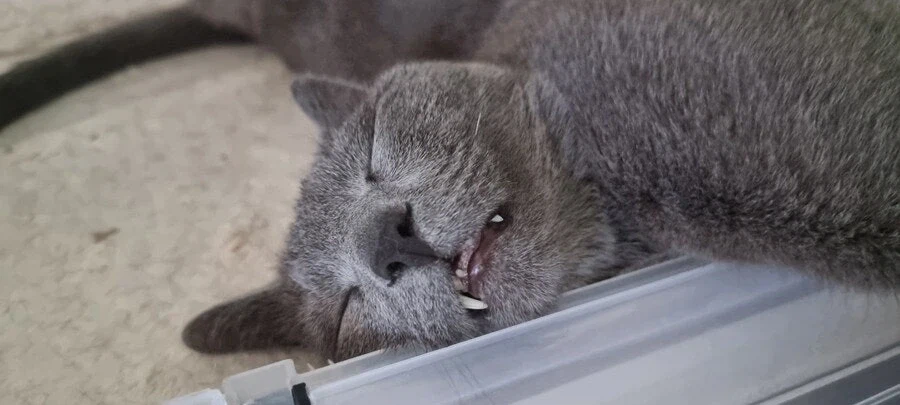 [라온이의 15번째 생일! 15년 압축 돌아보기]_109.webp