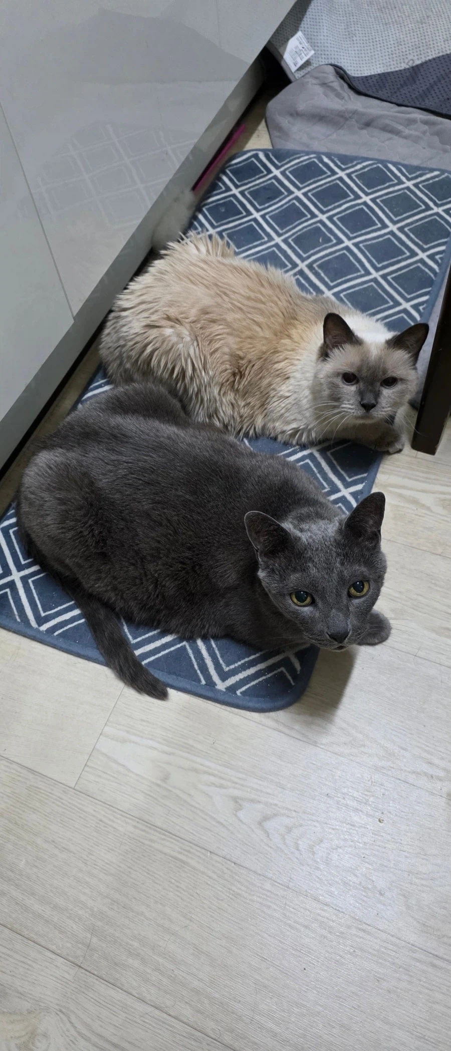 [라온이의 15번째 생일! 15년 압축 돌아보기]_114.webp