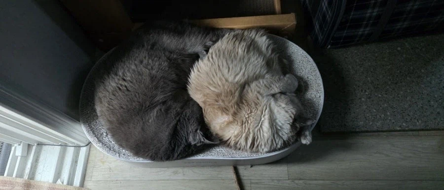 [라온이의 15번째 생일! 15년 압축 돌아보기]_115.webp