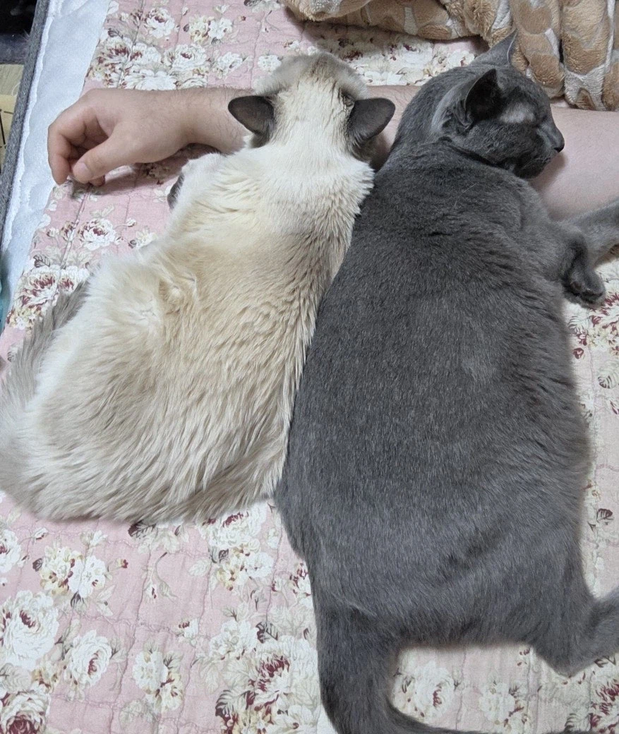 [라온이의 15번째 생일! 15년 압축 돌아보기]_116.webp