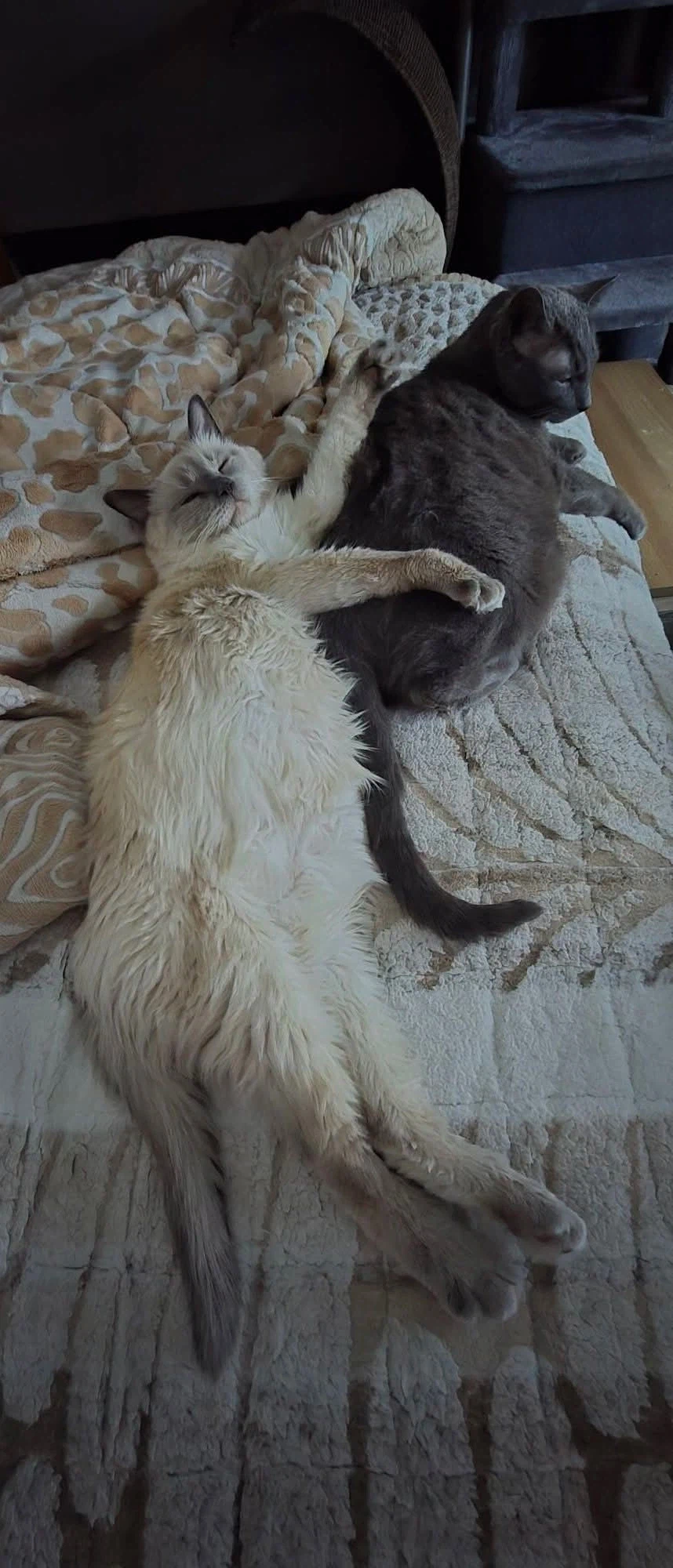 [라온이의 15번째 생일! 15년 압축 돌아보기]_117.webp