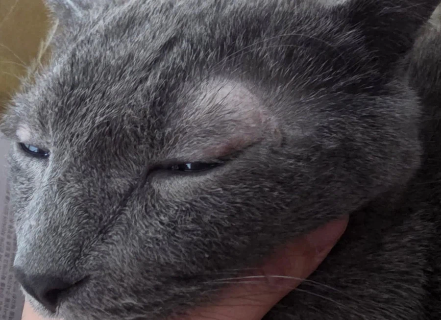 [라온이의 15번째 생일! 15년 압축 돌아보기]_127.webp