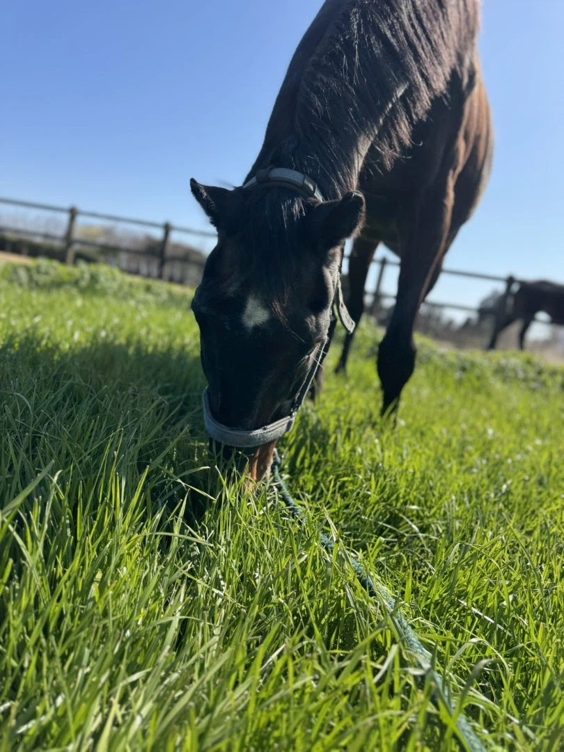 말딸)원본) 츠요시 오늘자 근황_1.webp