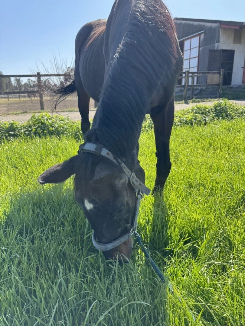 말딸)원본) 츠요시 오늘자 근황_2.webp