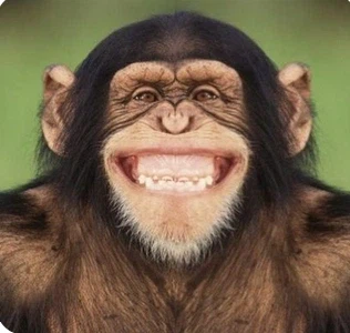 스포 ) "28년 후는 좀비영화인데 왜 인간들 얘기 위주임?"_2.webp