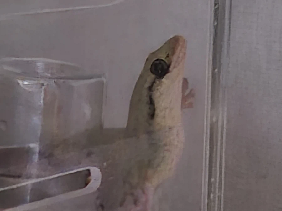 피게)뱀의 머리를 가진자_2.webp