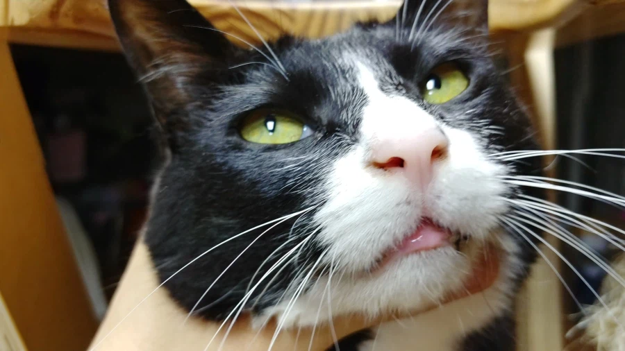 퇴근하고 와서 가입하고 정성스럽게 고양이 글 올리기_1.webp