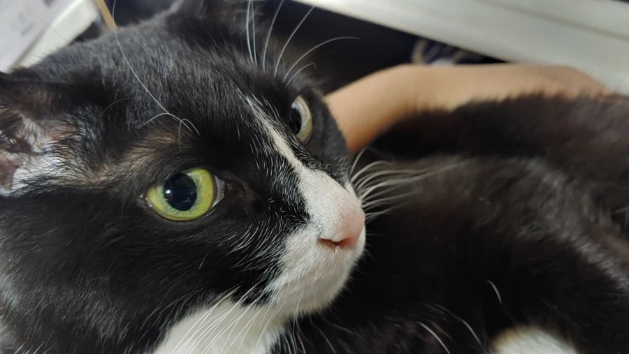 퇴근하고 와서 가입하고 정성스럽게 고양이 글 올리기_4.webp