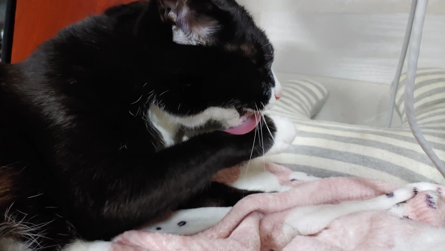 퇴근하고 와서 가입하고 정성스럽게 고양이 글 올리기_5.webp