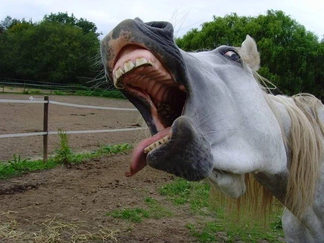 (AI피셜) 인간 vs 말 풀코스 마라톤의 승리자는?JPG_3.webp