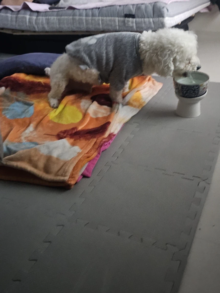 하반신마비와서 척추수술한 우리댕 회복과정_3.webp