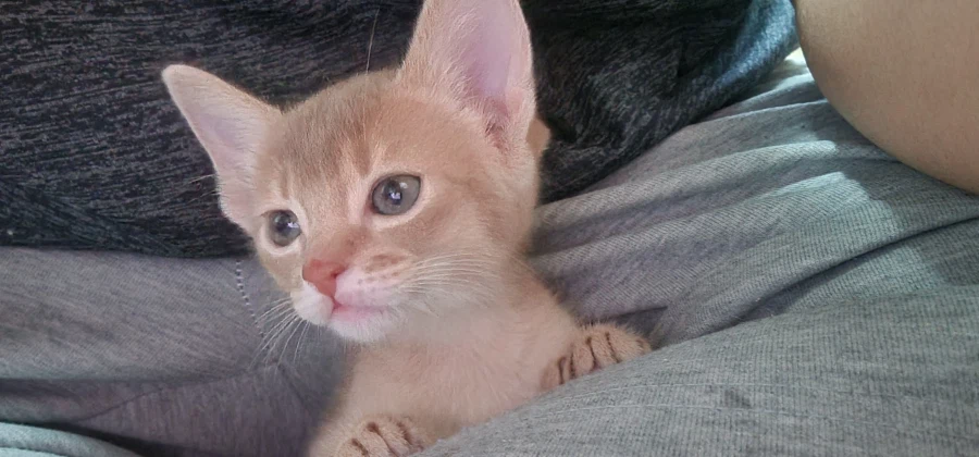 어린이 성장과정_12.webp