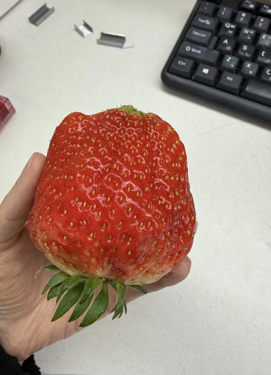 [사진] 저런 크기의 딸기가 존재한다고?_1.webp