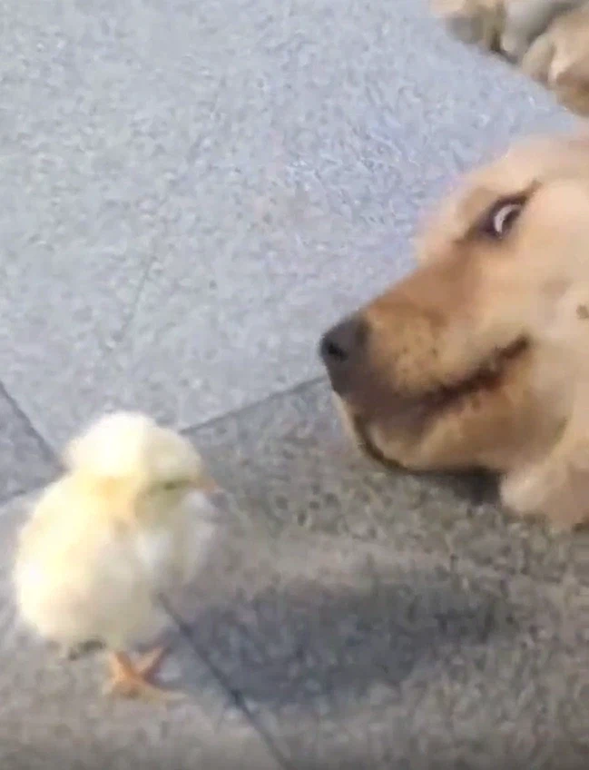 진짜 억울한 골댕이_1.webp