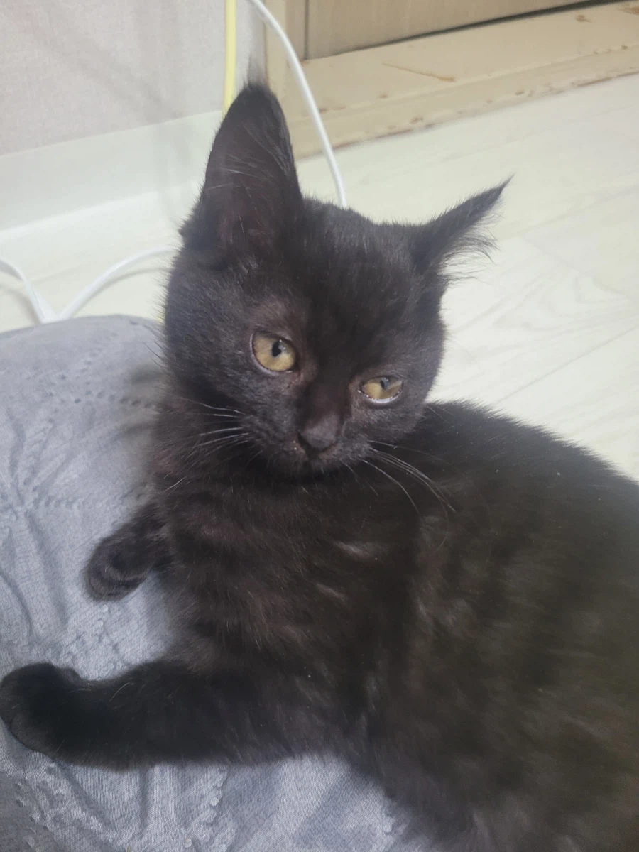 고양이 사진 보고 가라_3.webp