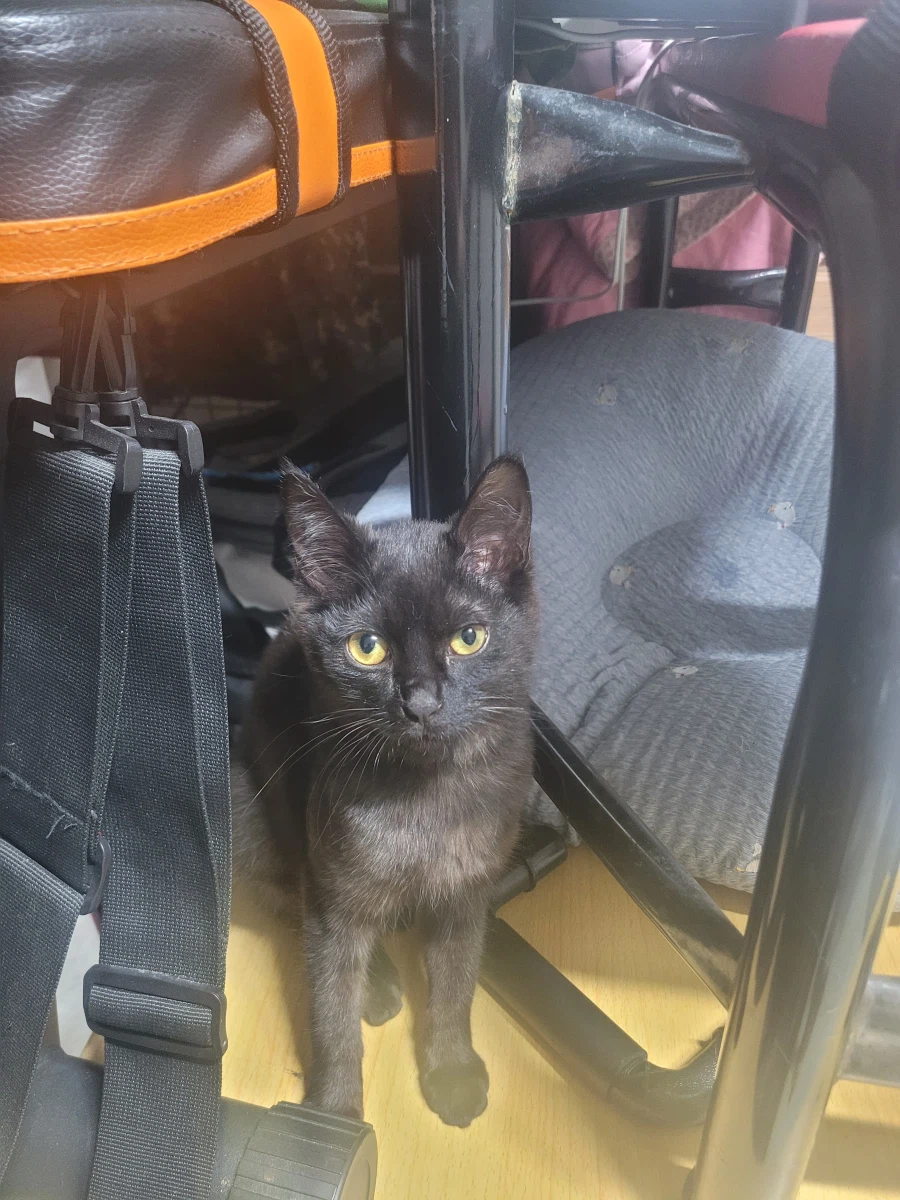 고양이 사진 보고 가라_7.webp