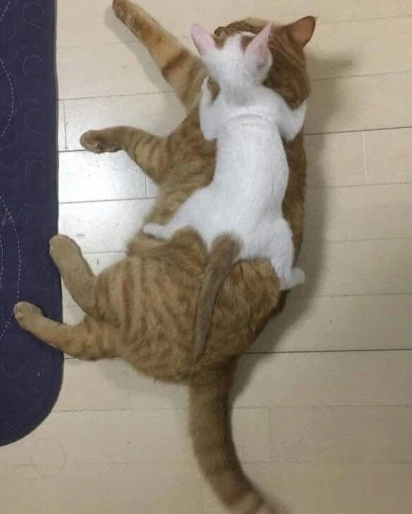 시간이 지나도 변하지 않는 고양이의 애착자리_1.webp