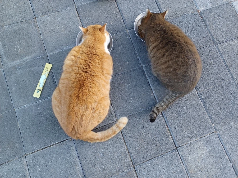 근데 고양이는 너무 불공평하지 않냐?_5.webp