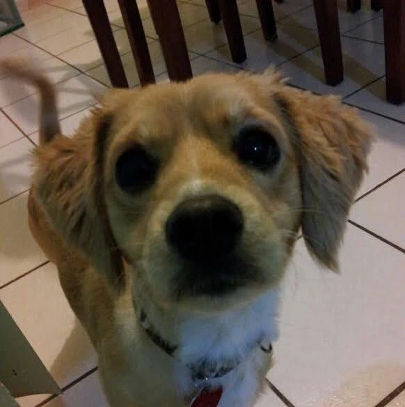 우리집 댕댕이 처음 분양받을 때_1.webp