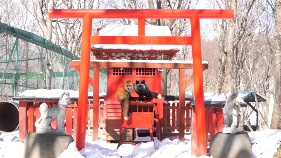 너희, 아직도 여우를 좋아하지 않는거냐?_2.webp