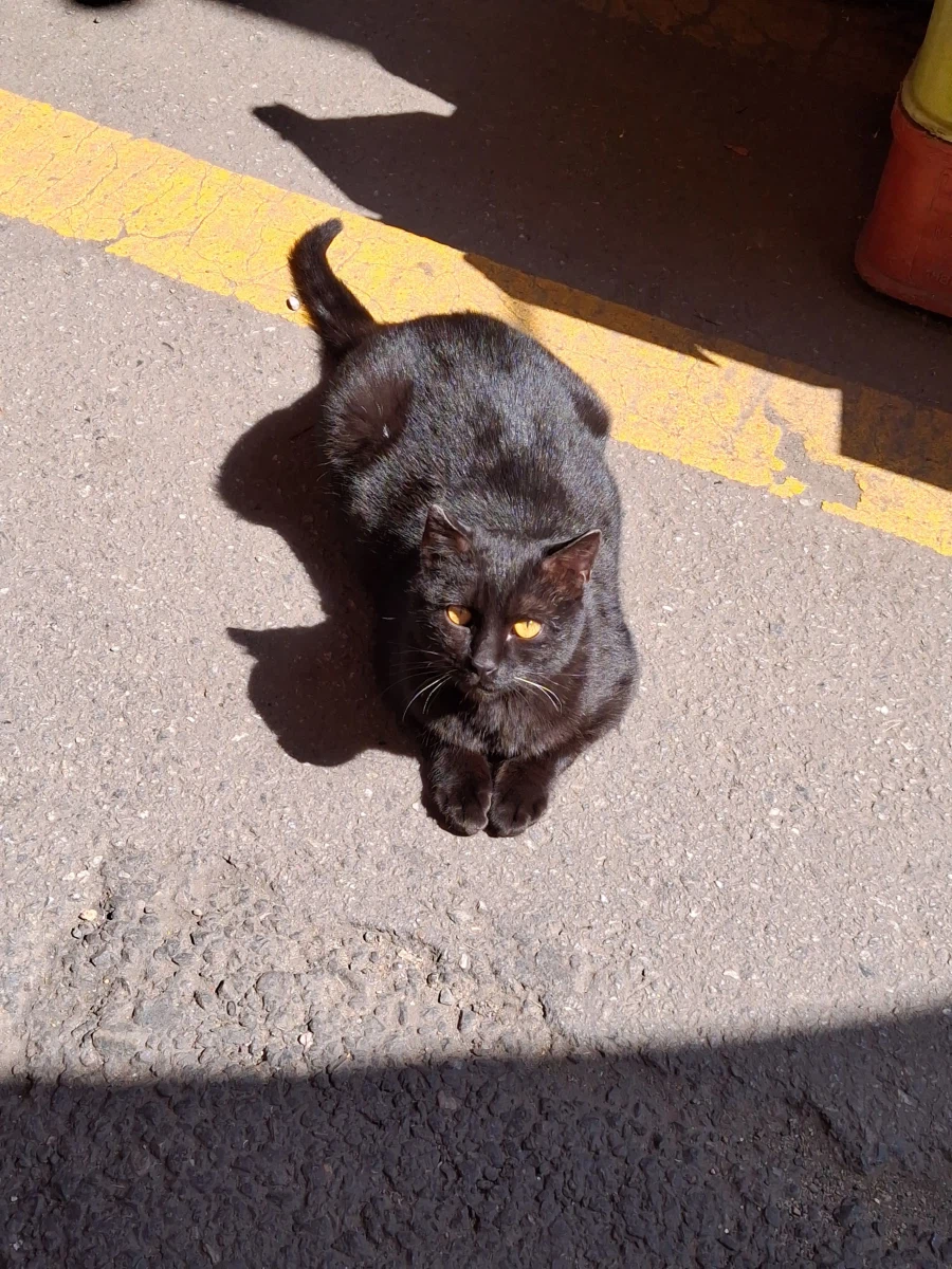 시장 흑표범_1.webp