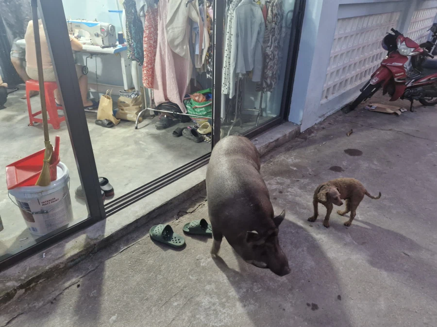 베트남 골목에서 본 의외의 동물_1.webp