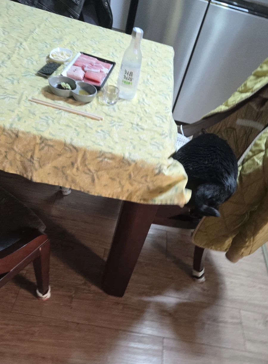 야옹이랑 먹는 참치회_3.webp