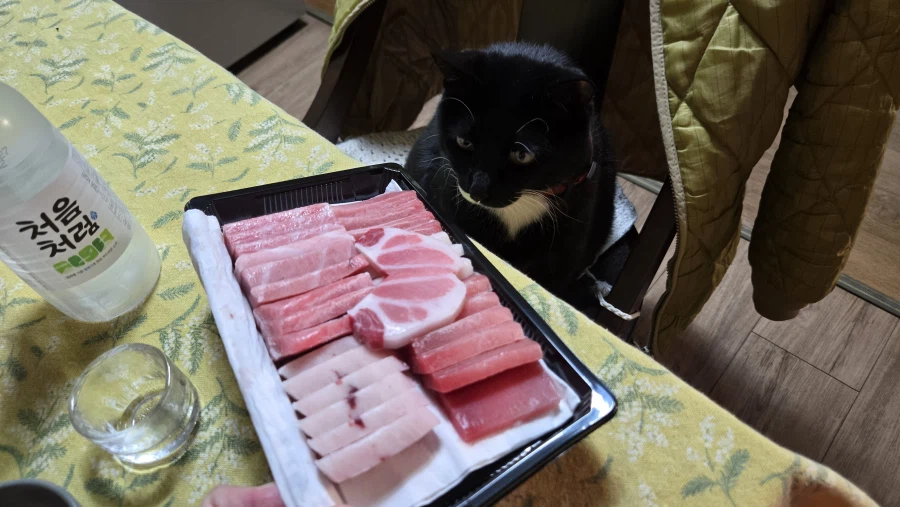 야옹이랑 먹는 참치회_5.webp