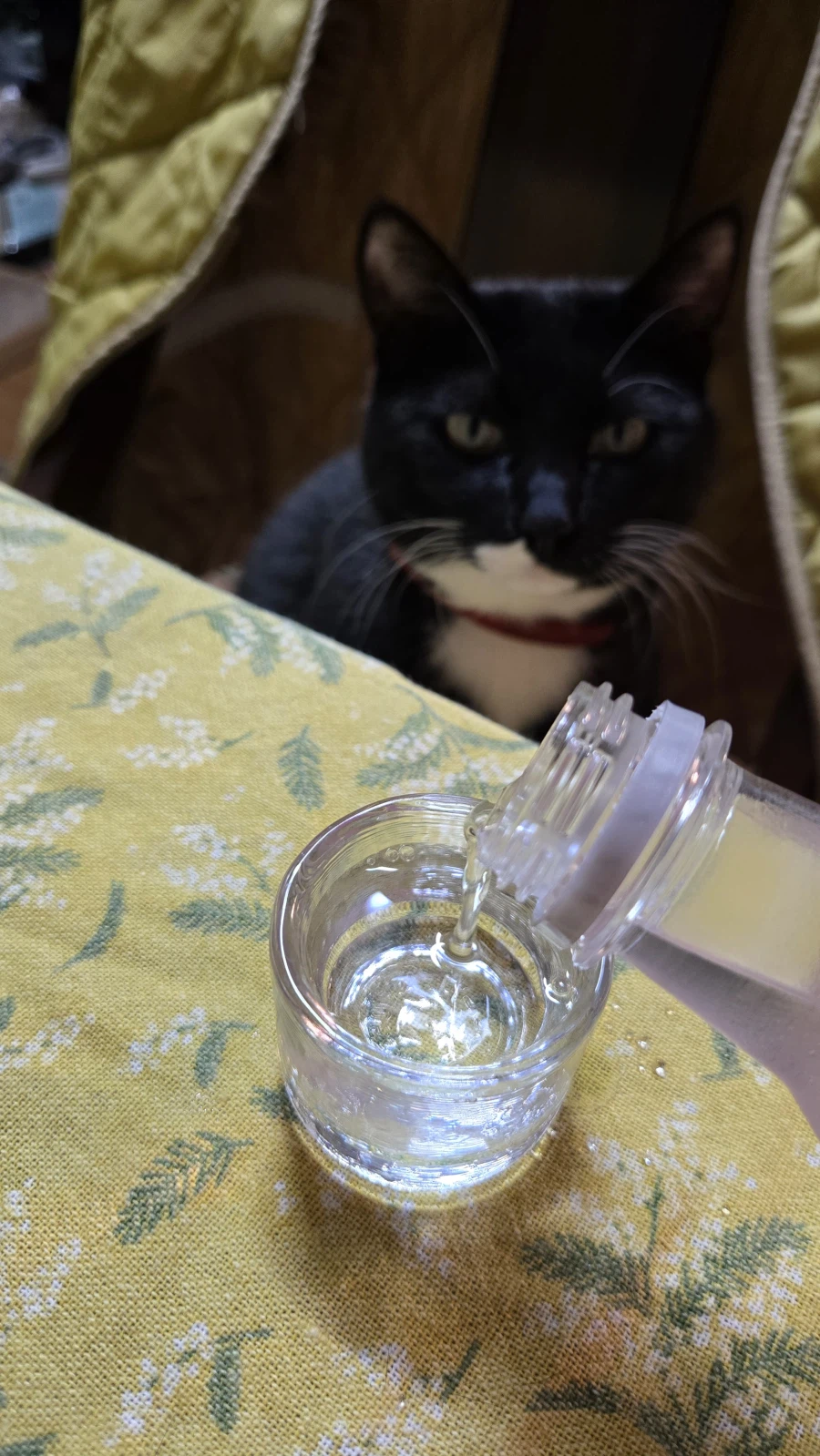 야옹이랑 먹는 참치회_11.webp