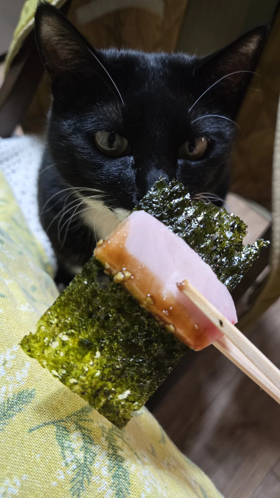 야옹이랑 먹는 참치회_13.webp