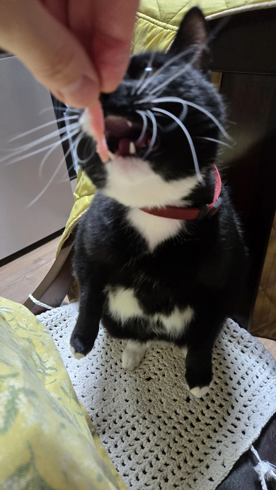 야옹이랑 먹는 참치회_17.webp