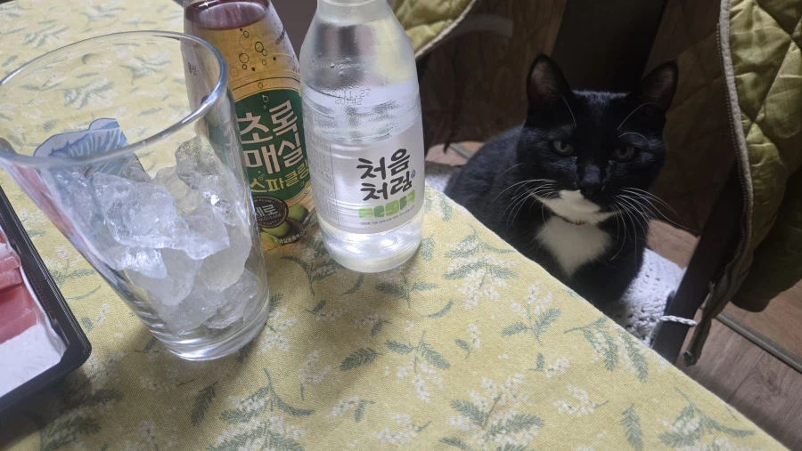 야옹이랑 먹는 참치회_22.webp