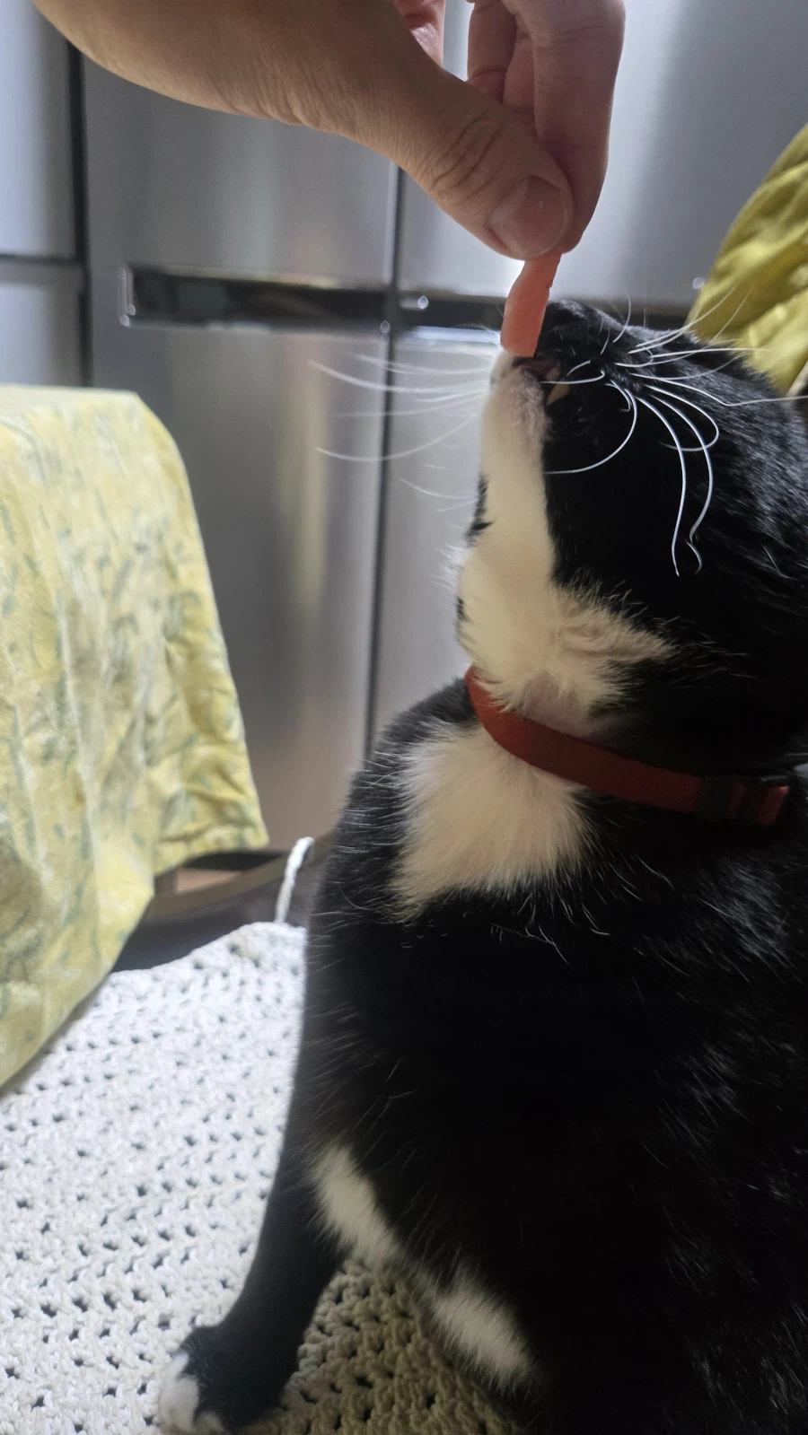 야옹이랑 먹는 참치회_25.webp