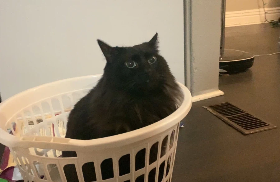 검은 고양이 웰씨_1.webp