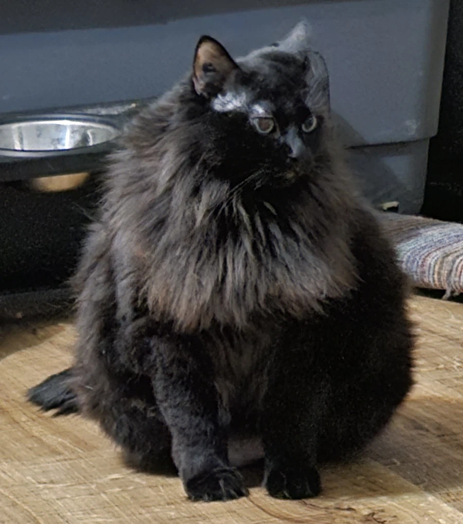 검은 고양이 웰씨_3.webp