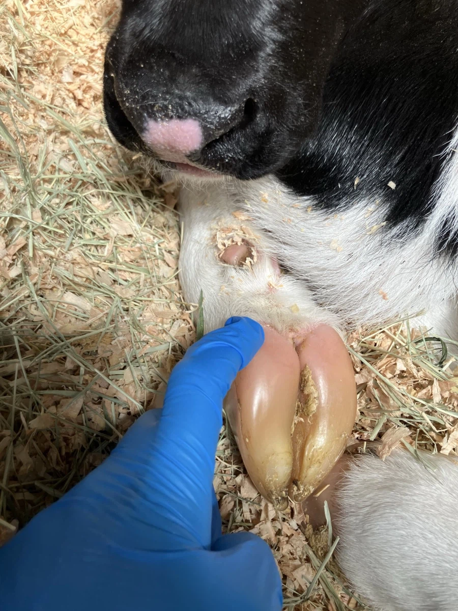 귀여운 갓 태어난 송아지의 보드라운 발굽_2.webp