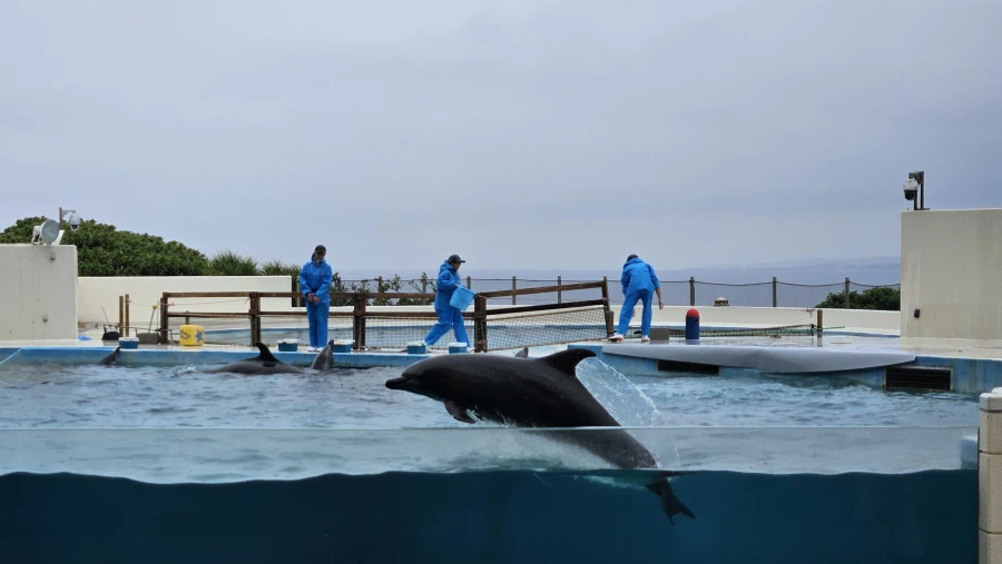 [일본]오키나와 동파육 라후테 / 회정식 외_2.webp