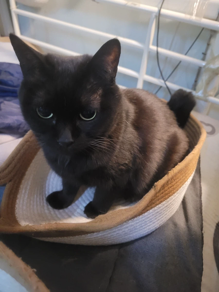 고양이의 사회화_1.webp