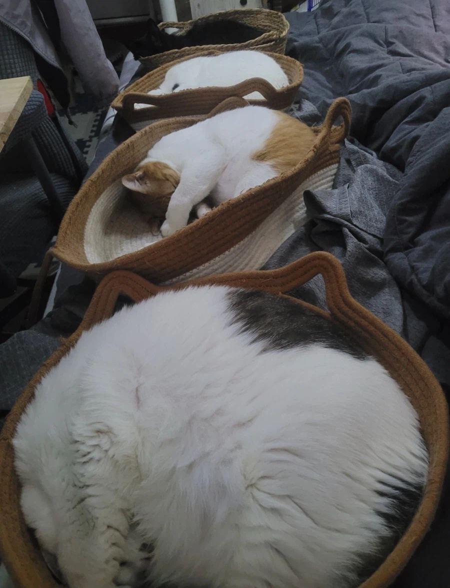 고양이의 사회화_3.webp