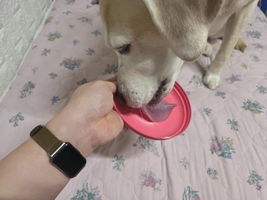 오늘이 국제 강아지의 날이래._1.webp