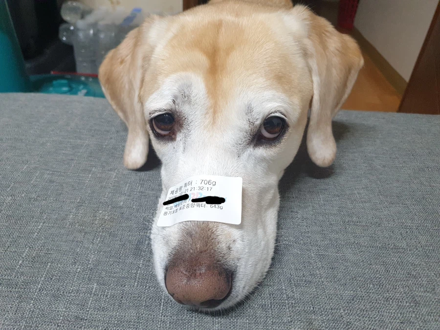 오늘이 국제 강아지의 날이래._8.webp
