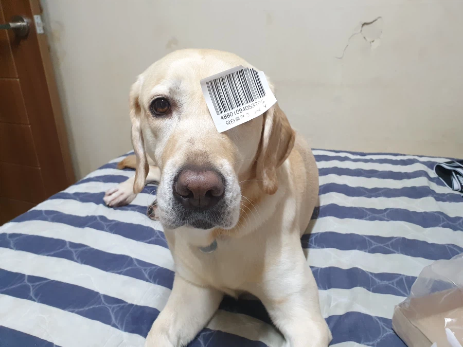 오늘이 국제 강아지의 날이래._12.webp