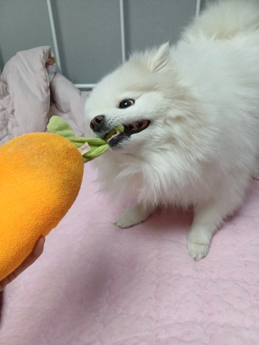 강아지의 날이라 강아지 사진이야_7.webp