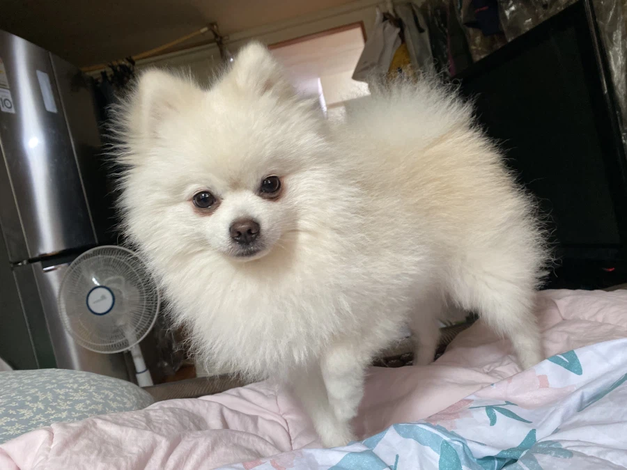 (국제 강아지의 날) 우리집 박보리 보고가셈_3.webp