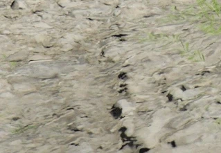 붉은사막 레이재구성 옵션은 테셀레이션을 죽인다_3.webp