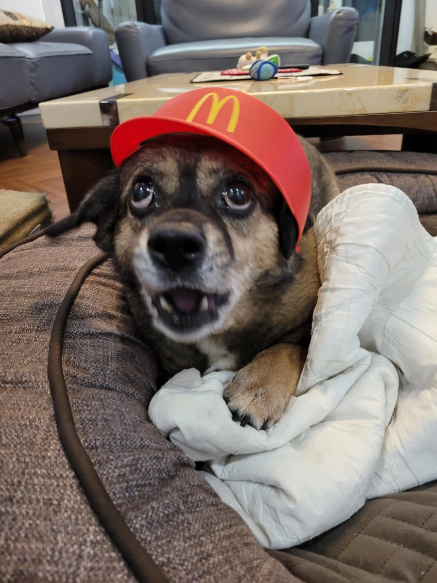 뭔 강아지의 날도 있네;;_10.webp