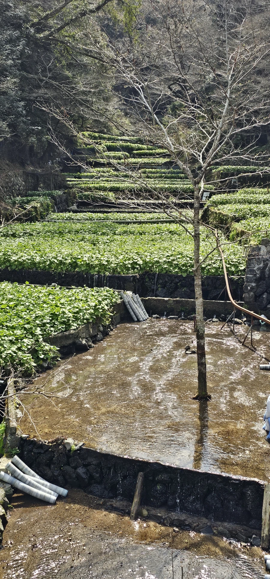 유게이들 와서비 어떻게 키우는지 암??_1.webp