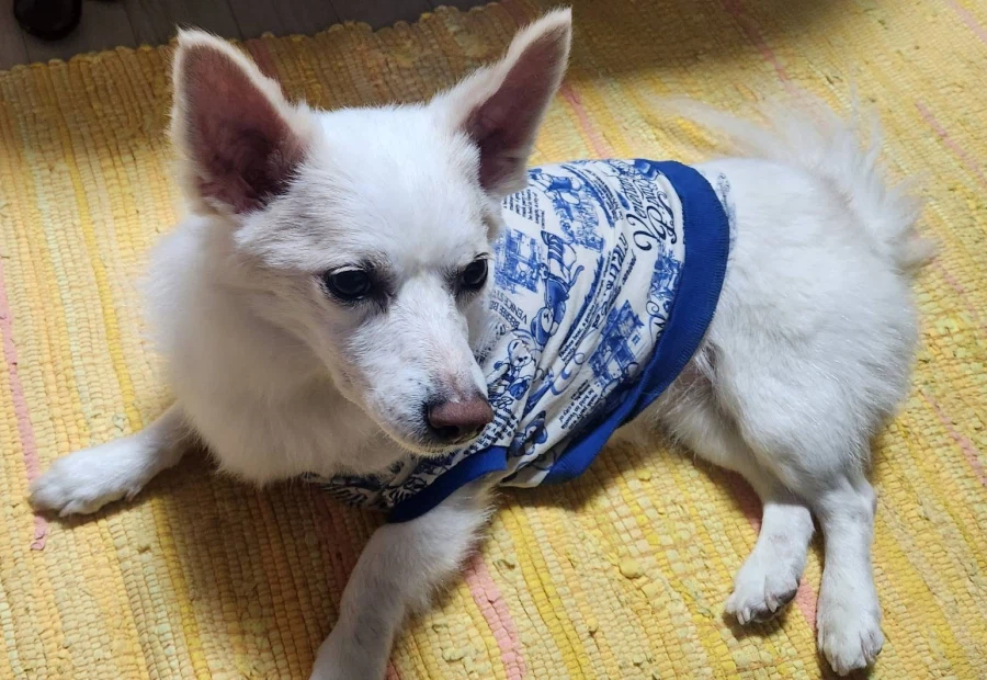 강아지) 국제 강아지의 날 기념 짤 몇개_2.webp