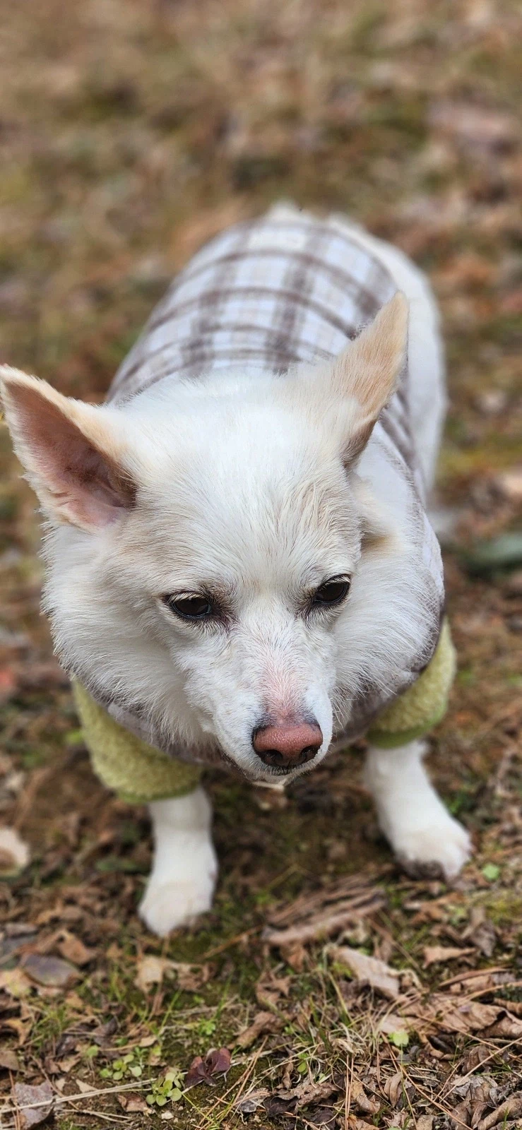 강아지) 국제 강아지의 날 기념 짤 몇개_4.webp